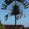 Arbre du voyageur