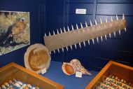 Mus&eacute;e du coquillage et de la mer